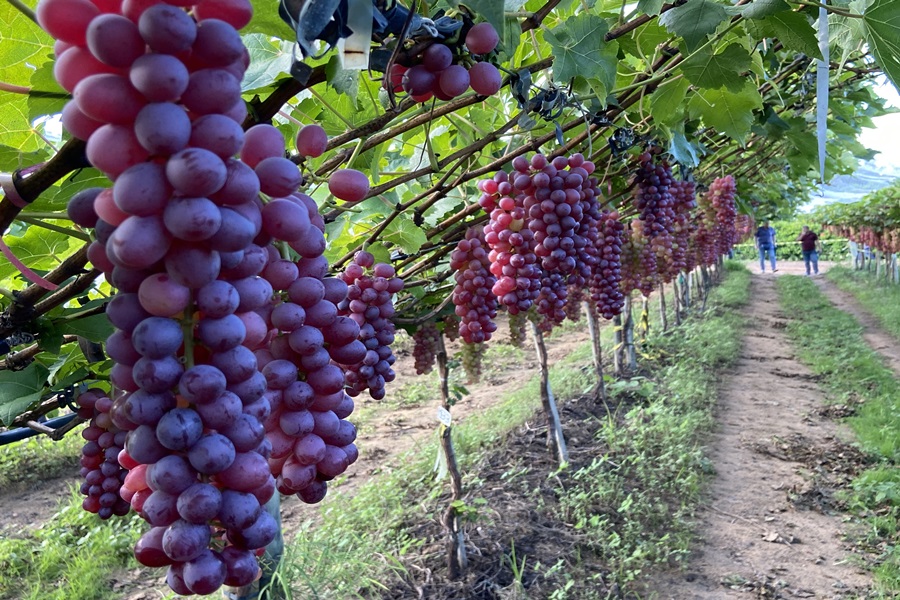 Uvas